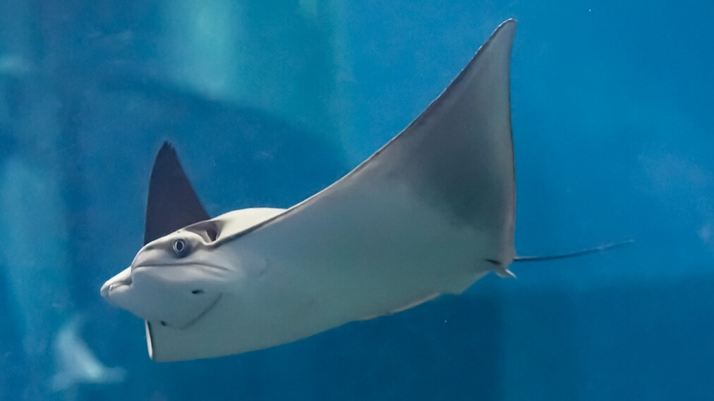 ウシバナトビエイ