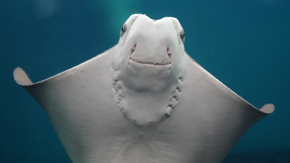 ウシバナトビエイ1