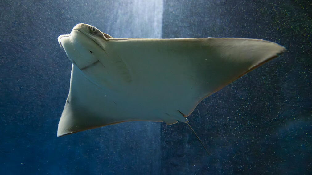 ウシバナトビエイ2