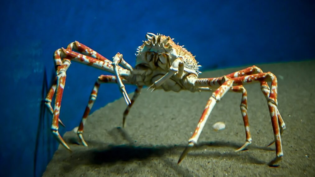 タカアシガニ1