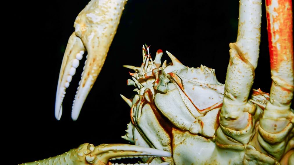タカアシガニ2
