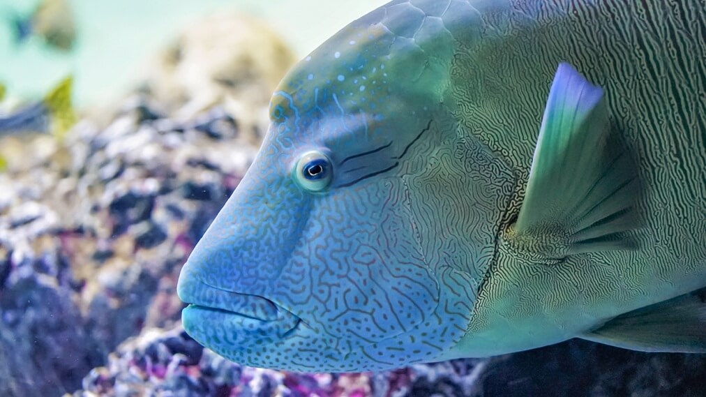 メガネモチノウオ1