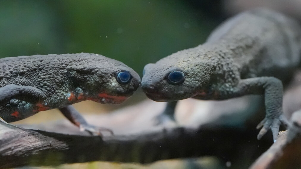 アカハライモリ1