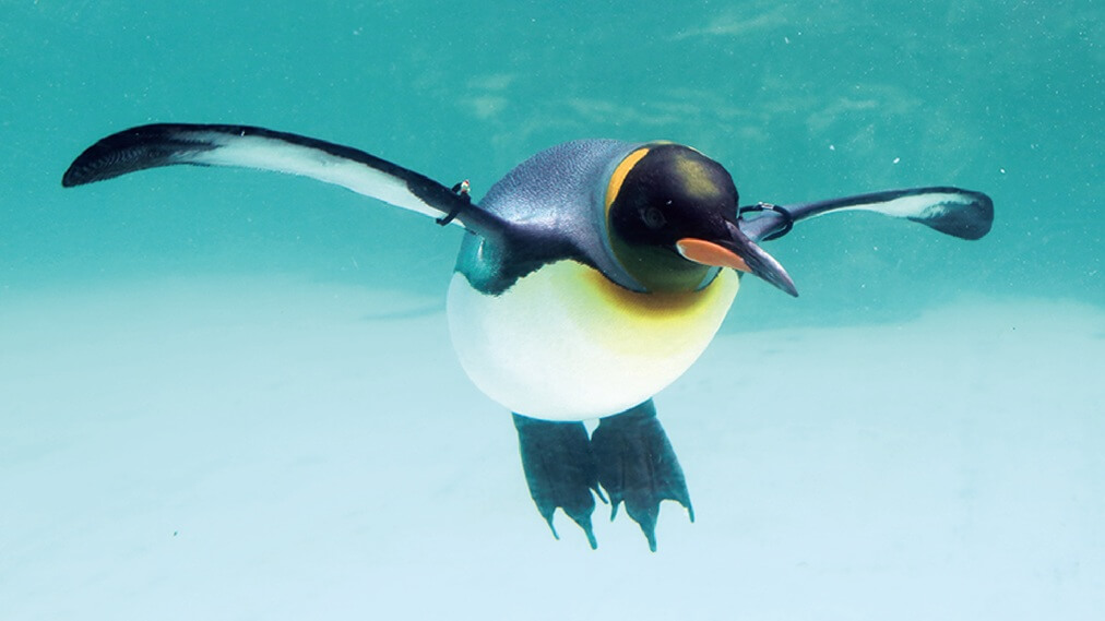 オウサマペンギン1
