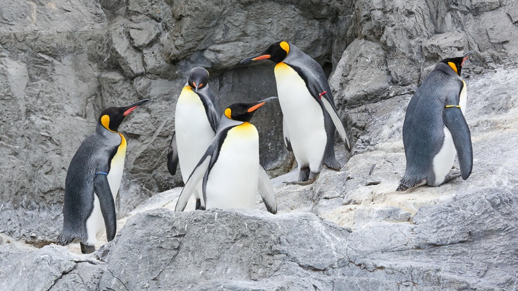 オウサマペンギン2