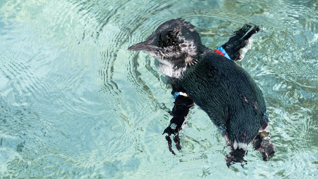 フェアリーペンギン1