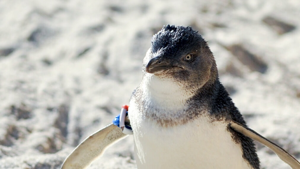 フェアリーペンギン2
