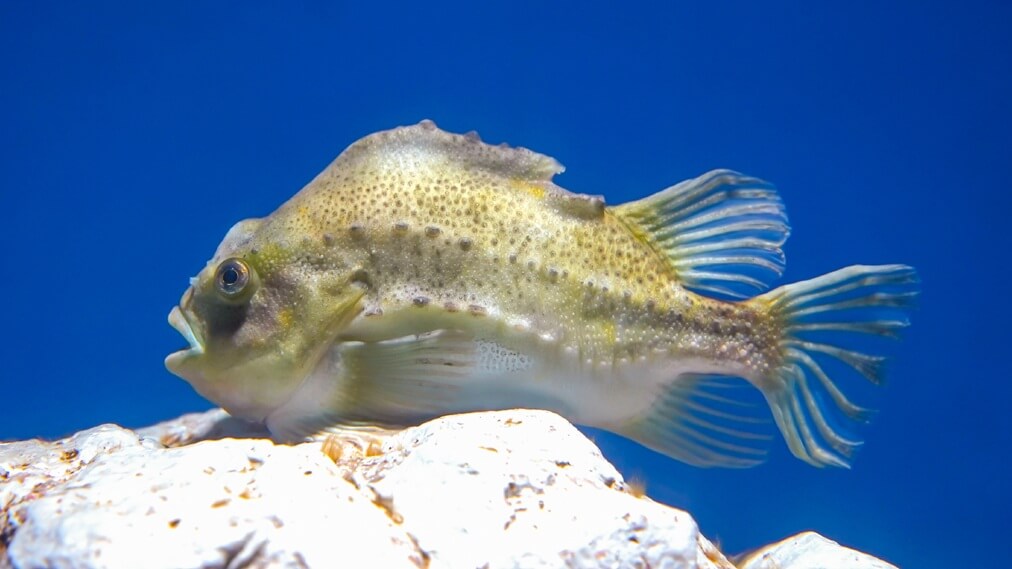 ランプサッカー