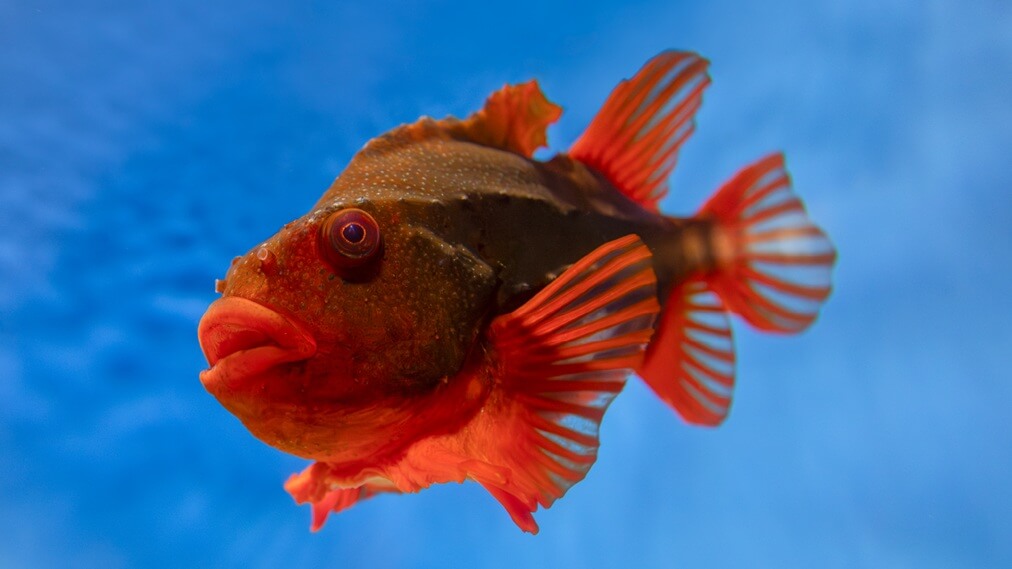 ランプサッカー