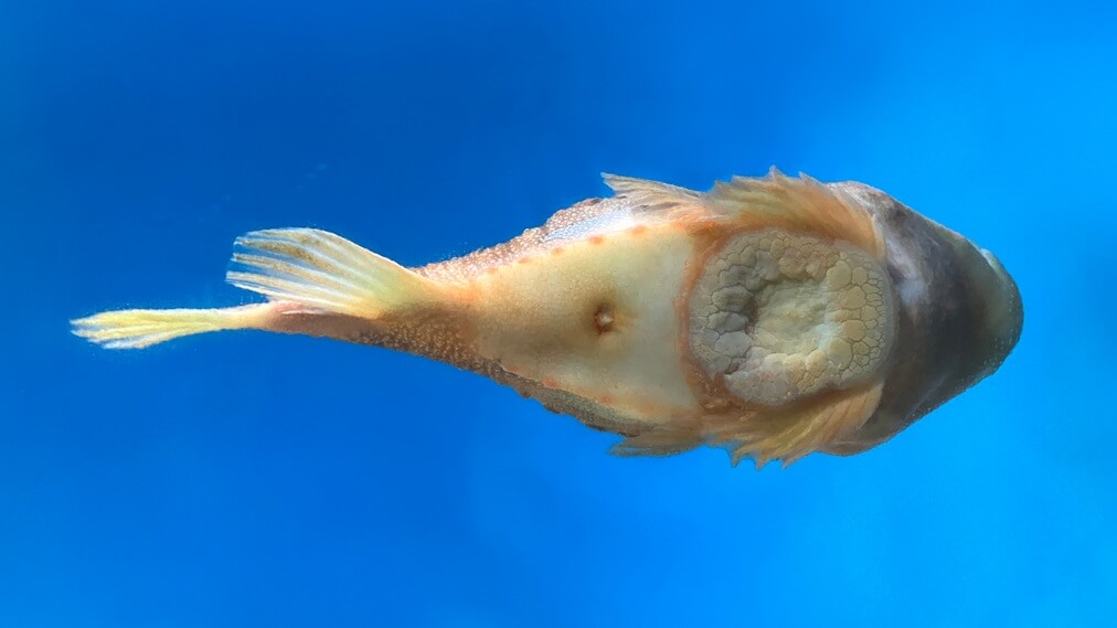 ランプサッカー