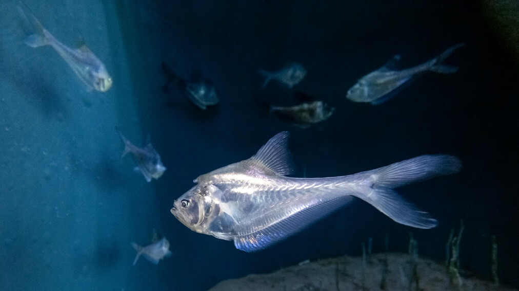 ナーサリーフィッシュ2