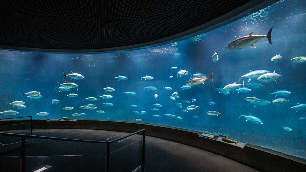 マグロの水槽