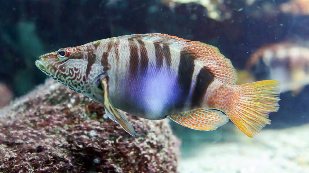 ペインテッドコンバー