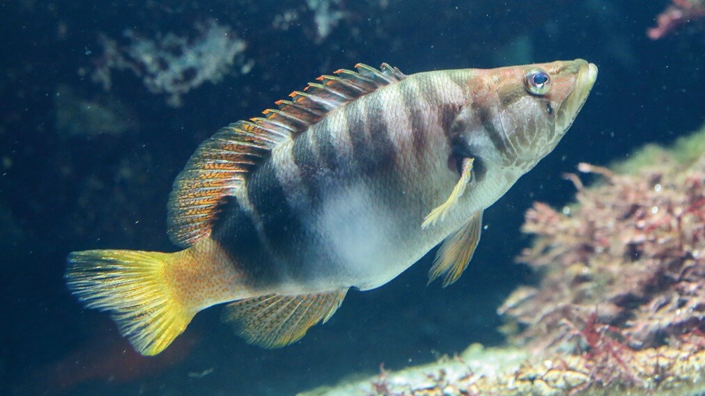 ペインテッドコンバー1