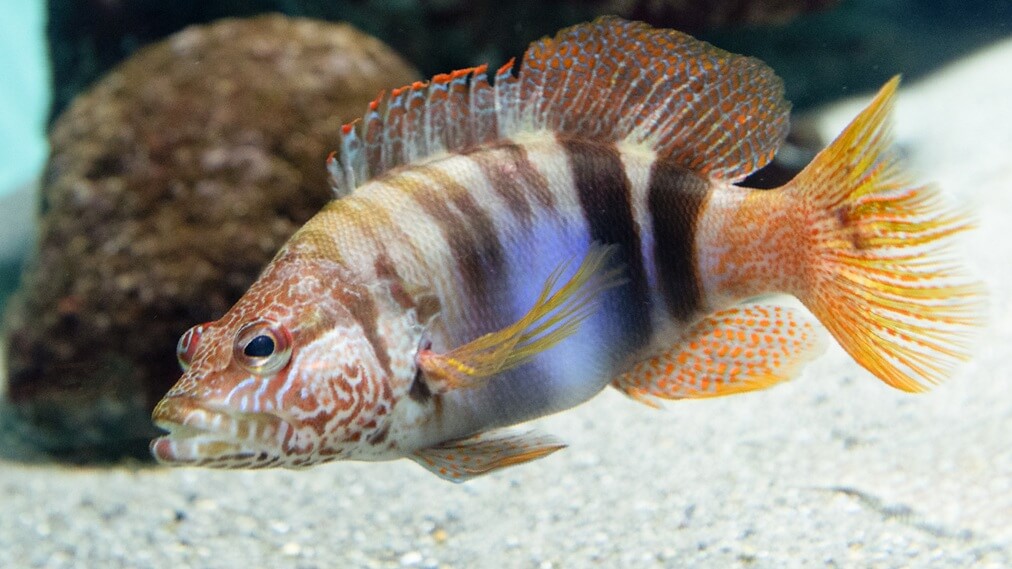 ペインテッドコンバー