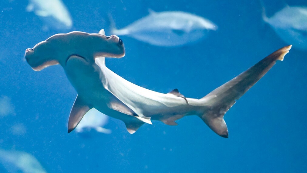 Tiburón martillo festoneado