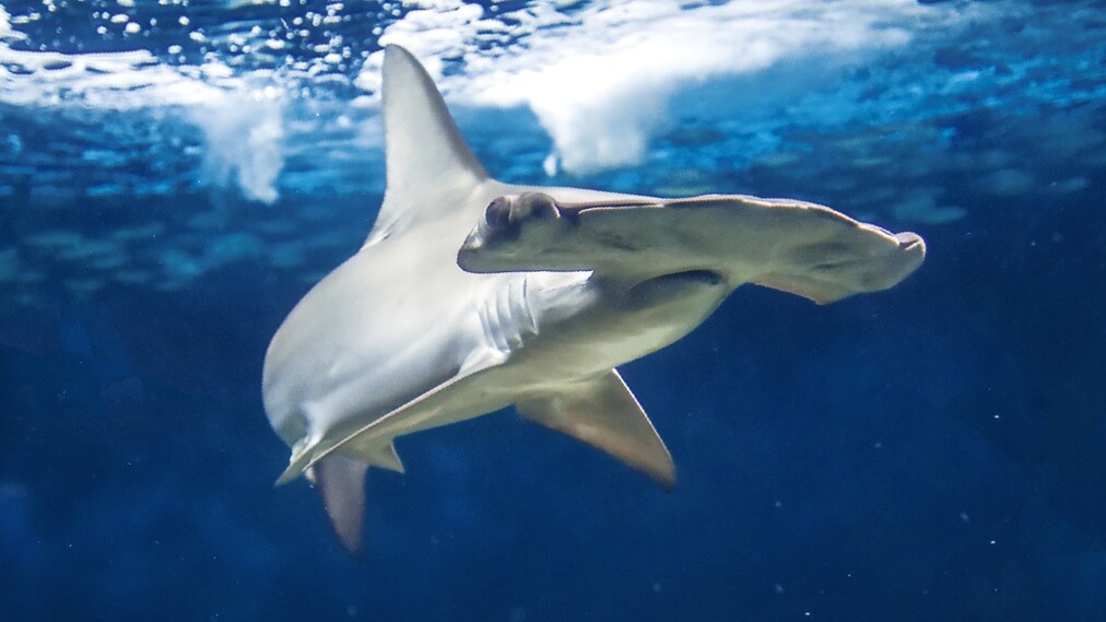 アカシュモクザメ1