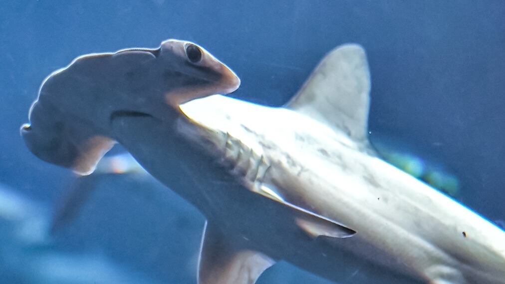 アカシュモクザメ2