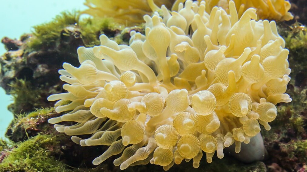 Anémona de mar de coral