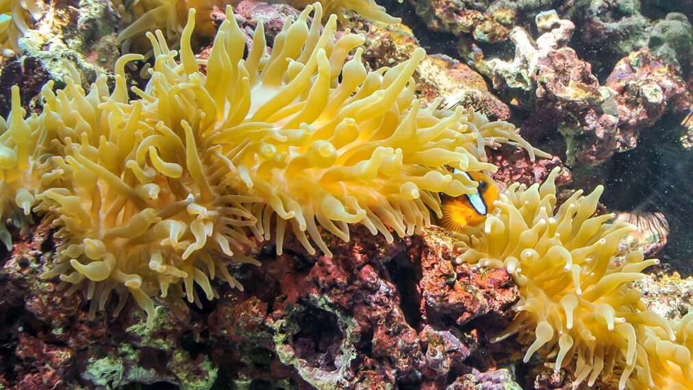 サンゴイソギンチャク1