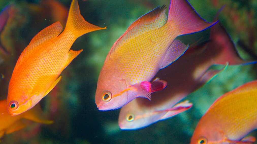 キンギョハナダイ