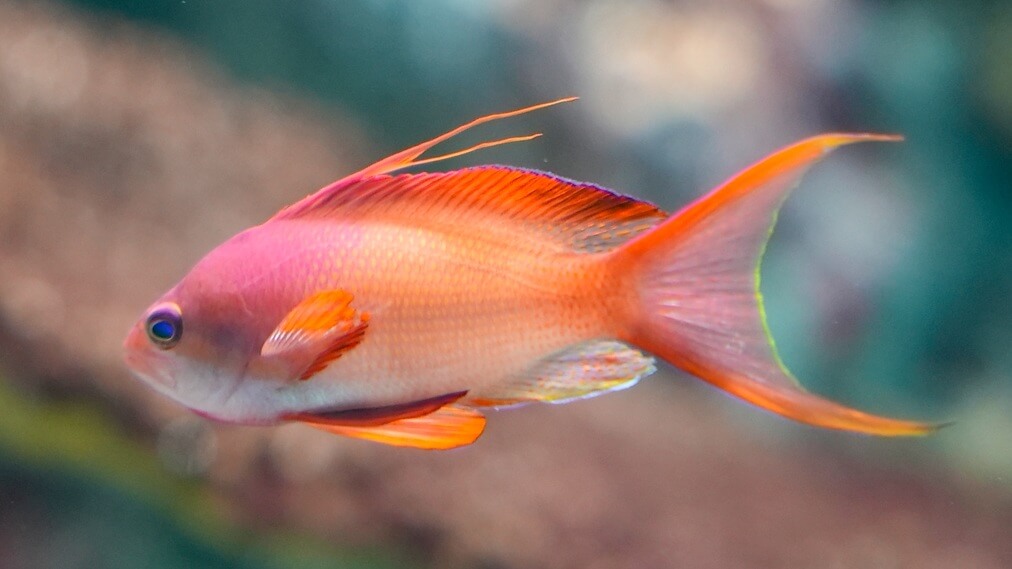 キンギョハナダイ1