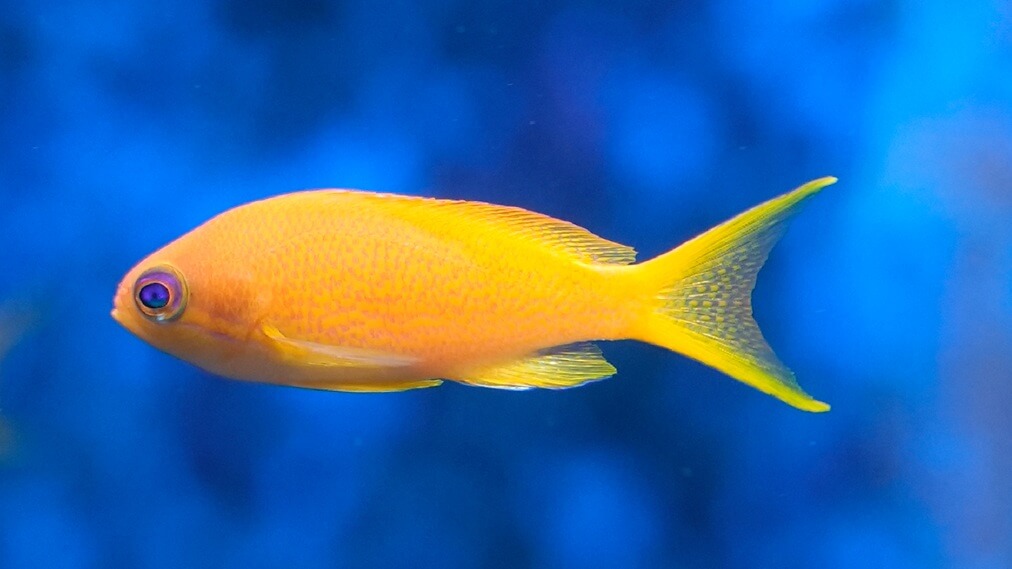 キンギョハナダイ2