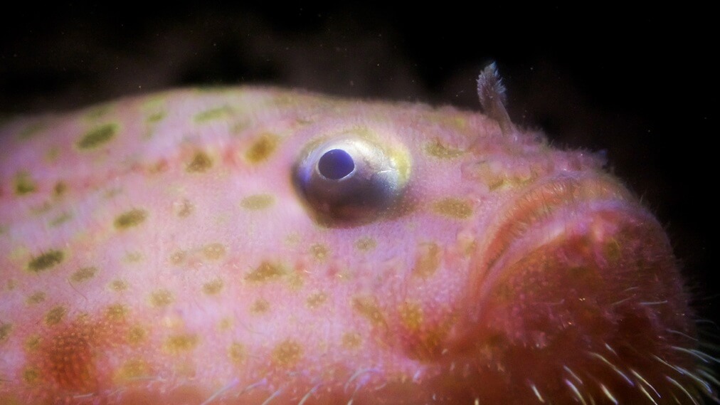 ミドリフサアンコウ1