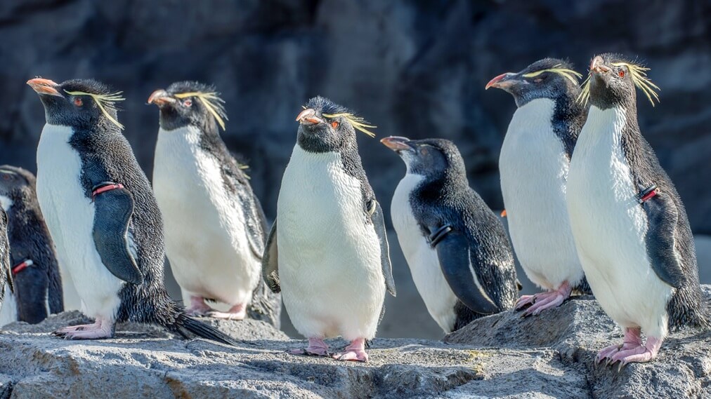 Pingüino de penacho amarillo del sur