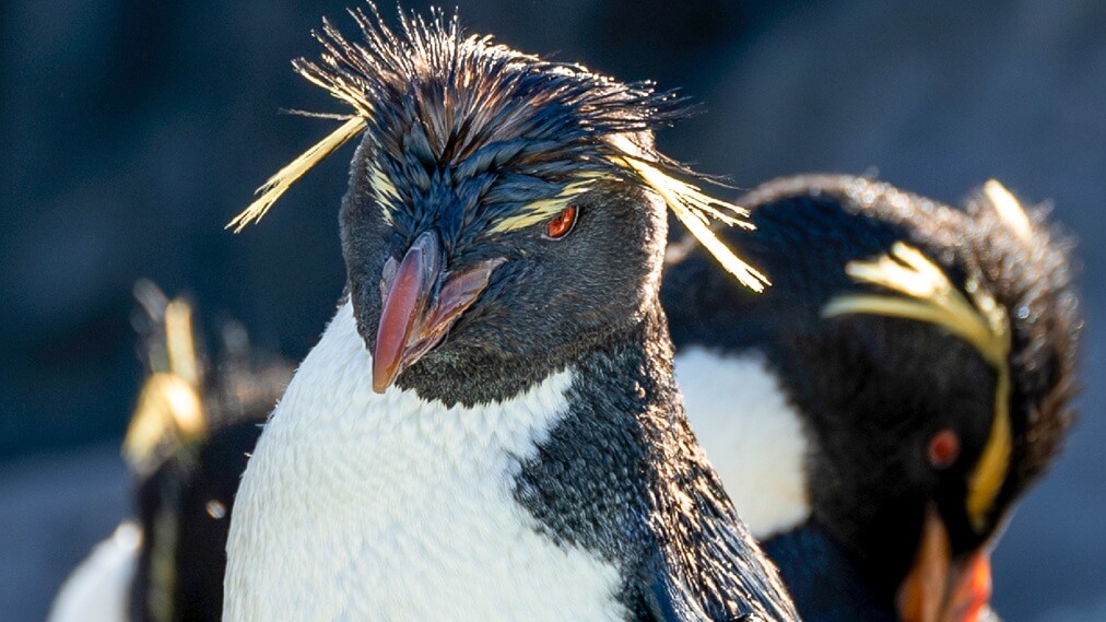ミナミイワトビペンギン1