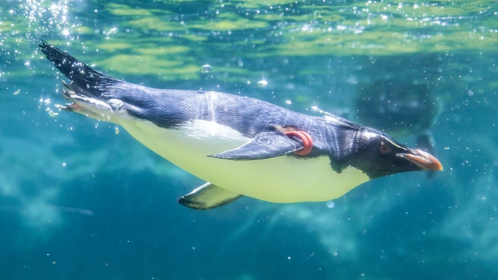ミナミイワトビペンギン2