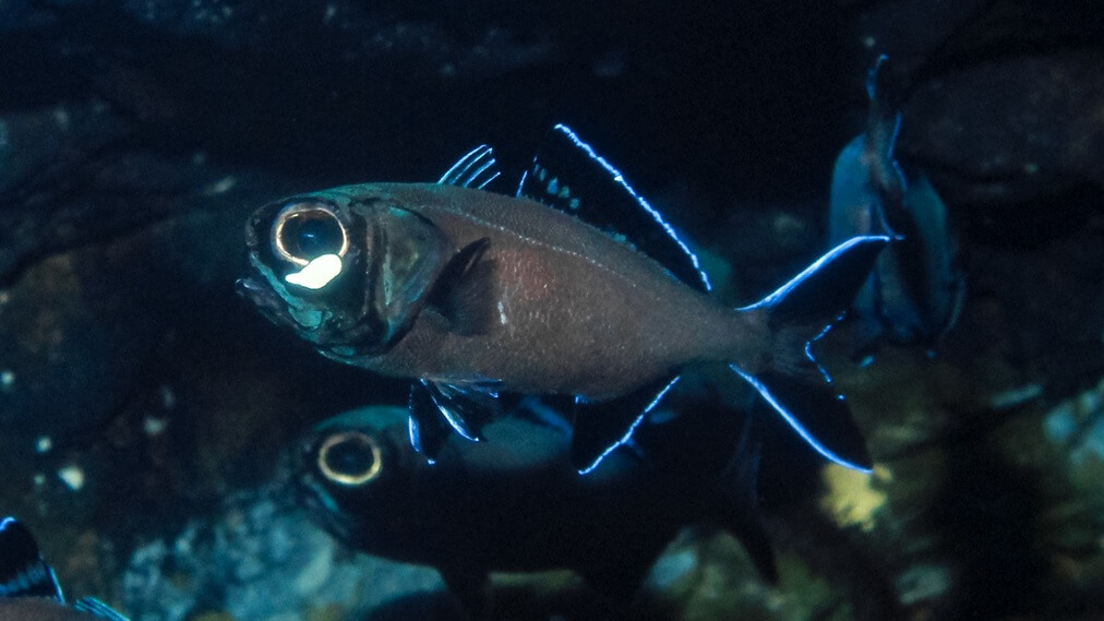 ヒカリキンメダイ