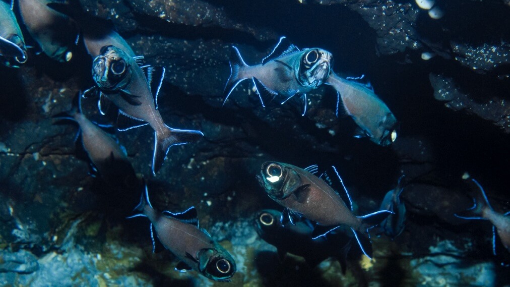 ヒカリキンメダイ