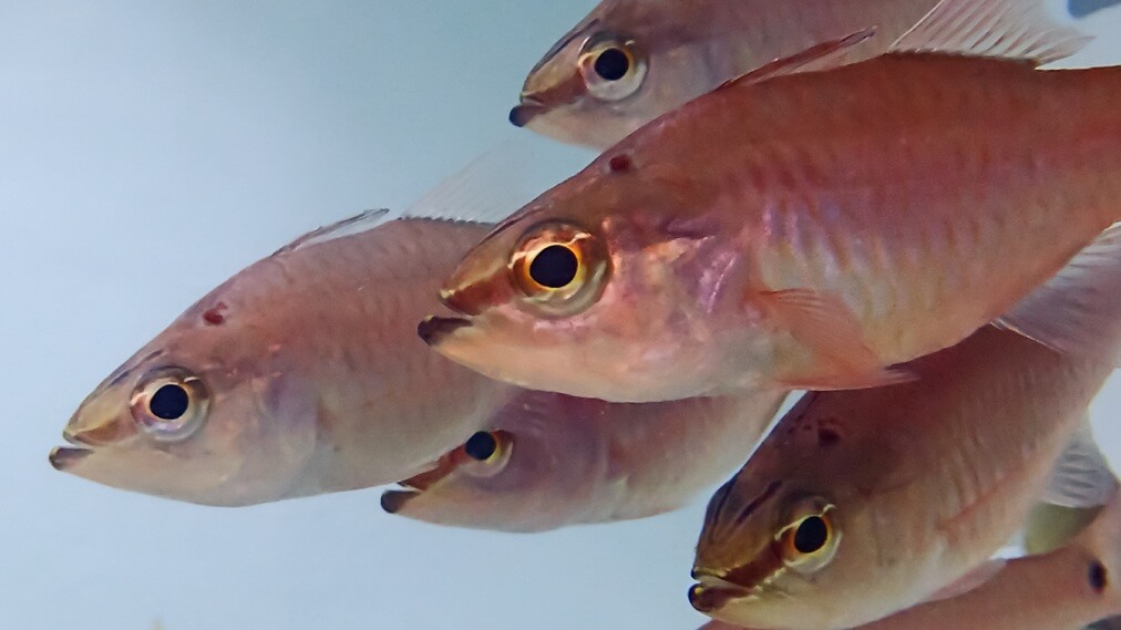 クロホシイシモチ