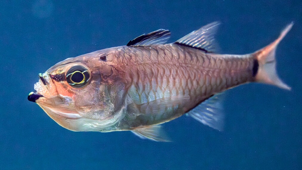 クロホシイシモチ