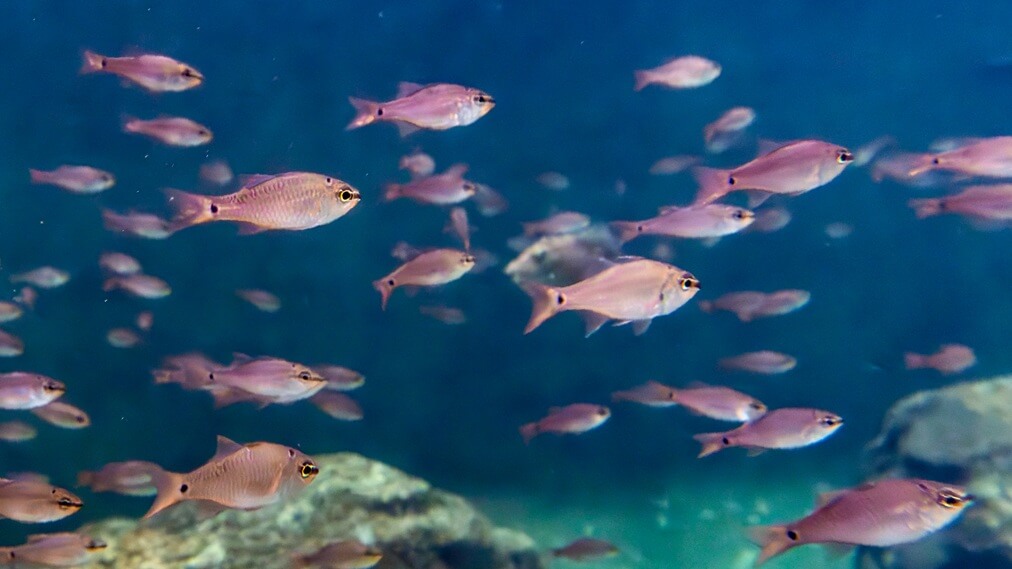 クロホシイシモチ