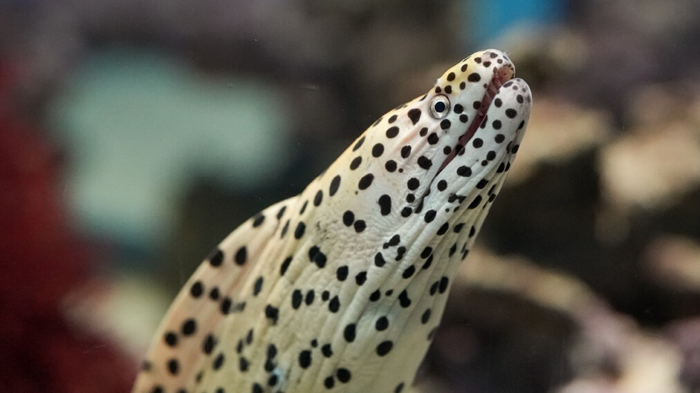 ニセゴイシウツボ