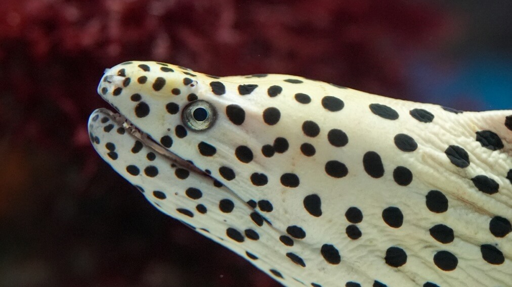 ニセゴイシウツボ3