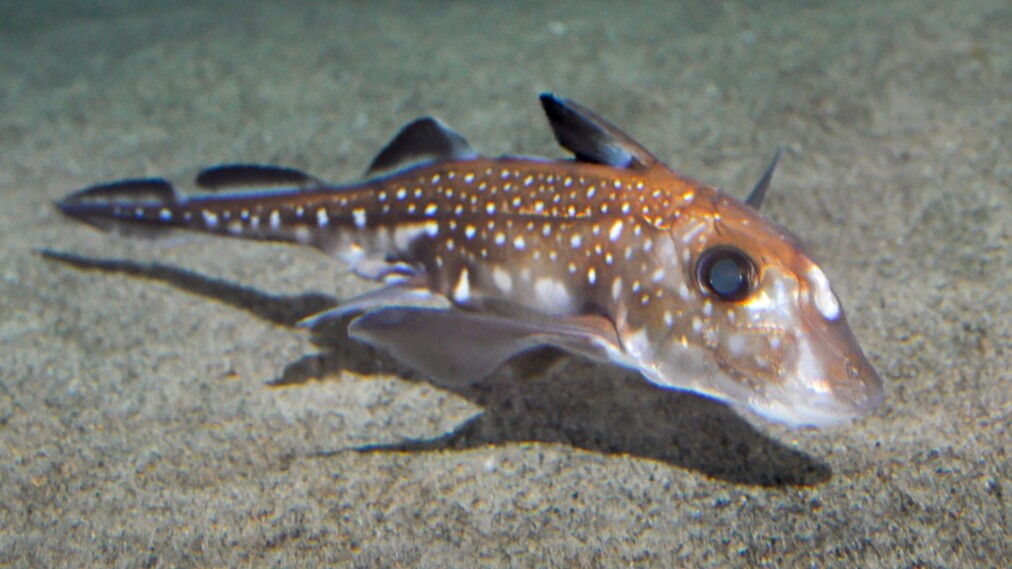 スポッテッドラットフィッシュ1