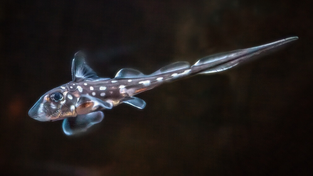 スポッテッドラットフィッシュ2