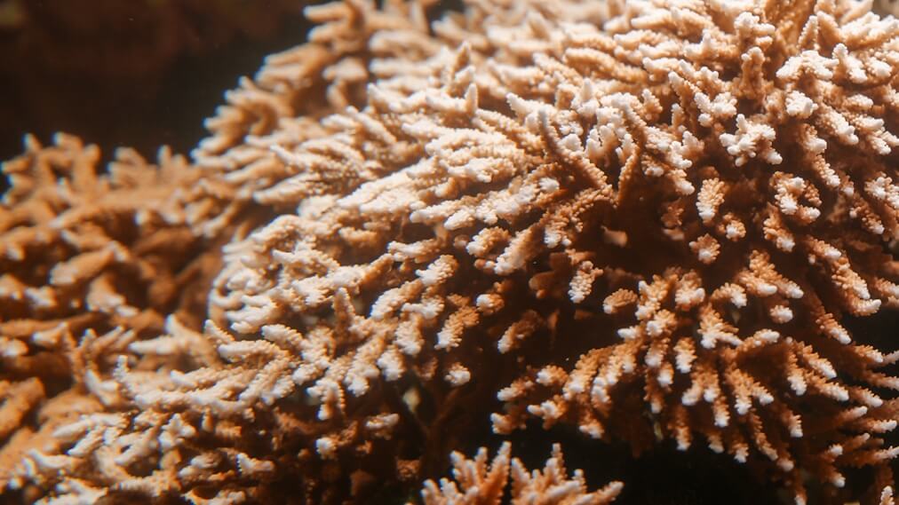 スギノキミドリイシ