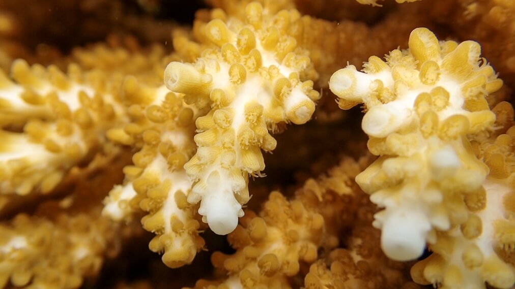 スギノキミドリイシ1