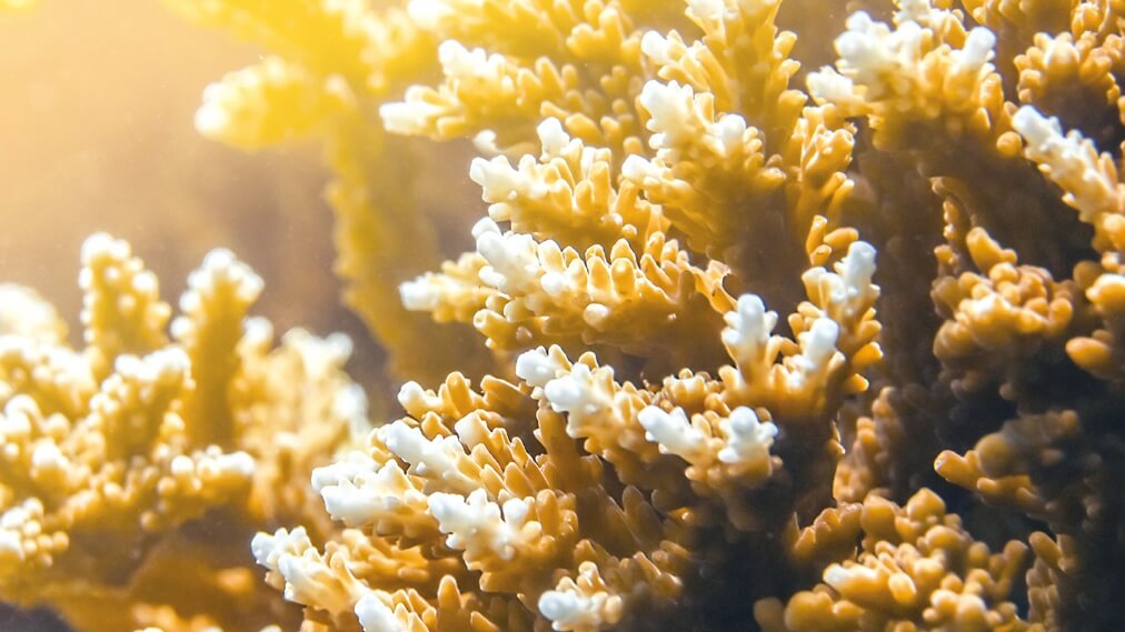 スギノキミドリイシ2