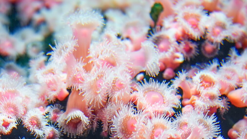 ストロベリーアネモネ