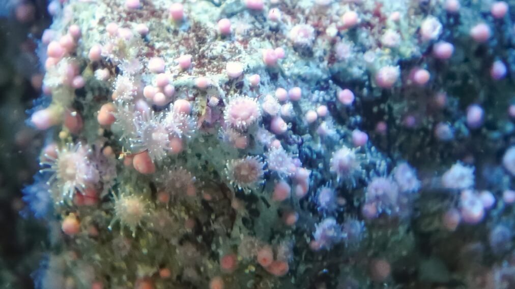 ストロベリーアネモネ2