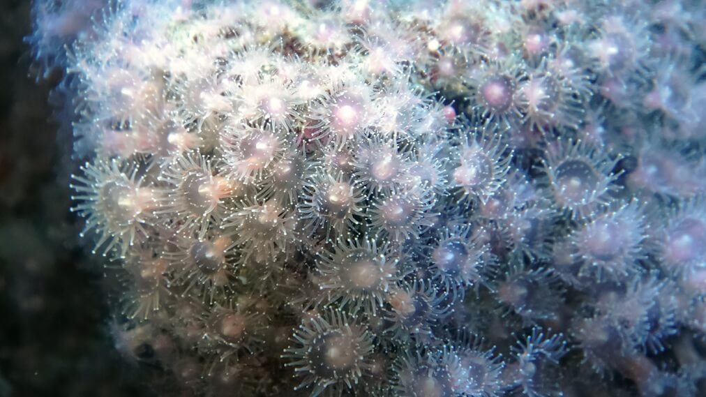 ストロベリーアネモネ3