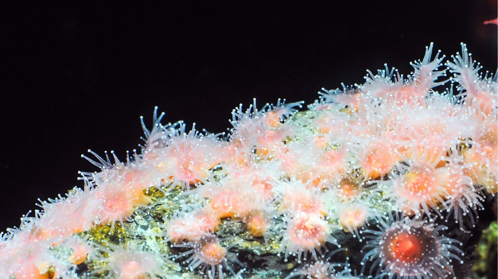 ストロベリーアネモネ4