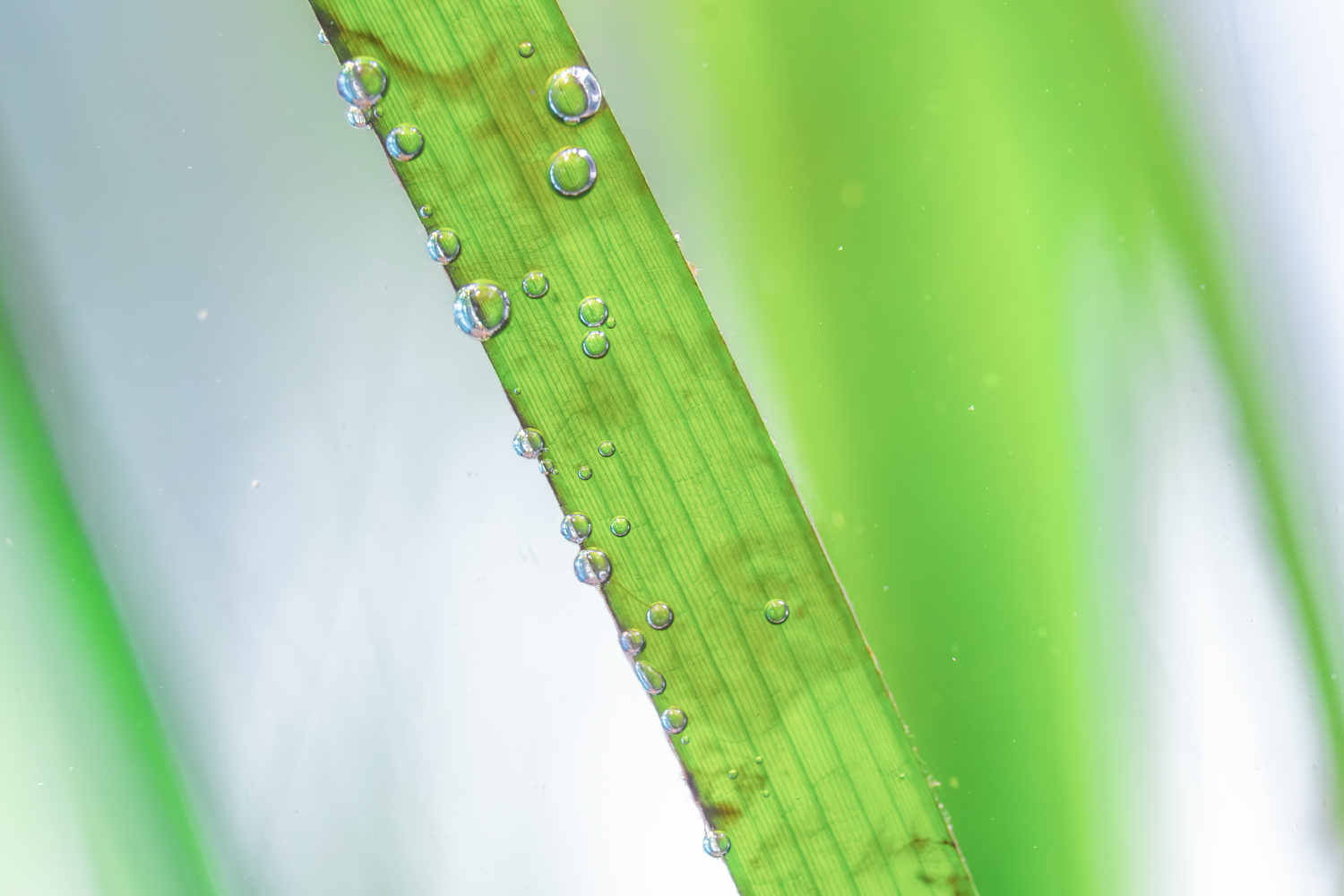 アマモの葉から出る小さな泡