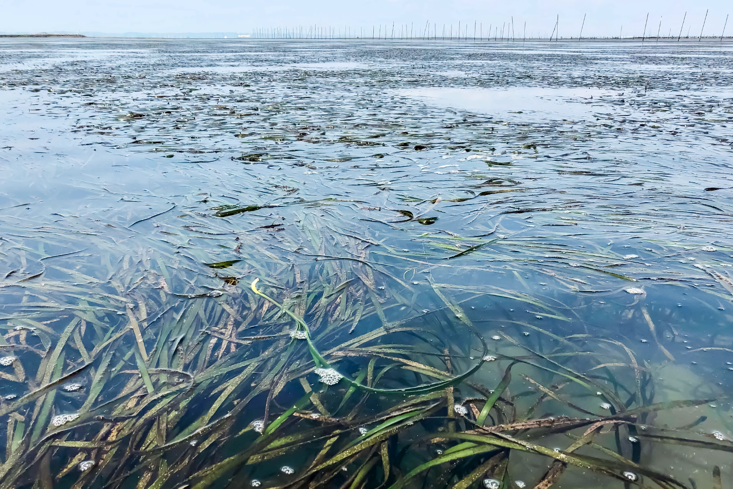 失われる東京湾のアマモ場