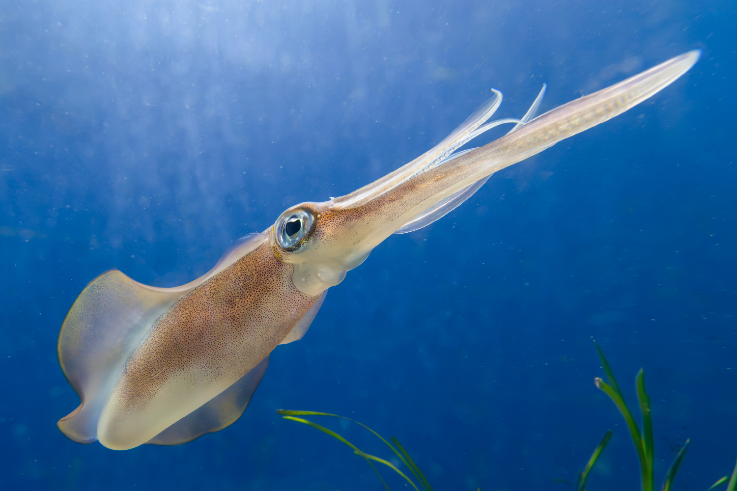 アオリイカの触腕